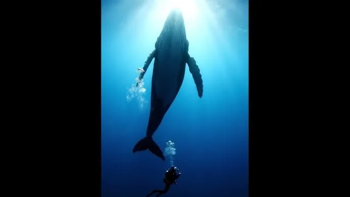鸭王1中文完在线观看影片 - 深蓝星球：探索海洋深处的未知世界